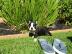 Boston Terrier Welpen aus Hobbyzucht/Woh