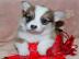 +S??e Welsh Corgi Pembroke welpen