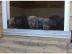 reinrassige Cane Corso Welpen Chempionli