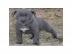 American Pit Bull Terrier