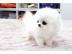 Pomeranian Zwergspitz welpen whatsapp nu