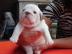 Wundersch�ne Englische Bulldoggen Welpen