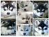 Niedlich Pomsky Welpen zur Verf�gung