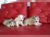 Sibirian Husky Whatsapp +33758481398