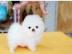 Pomeranian Welpen