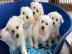 Bichon Frise Welpen zu verkaufen