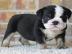 Sweet puppies for re-homing