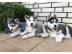 S??e Gesund Siberian Husky Welpen. WhatsA