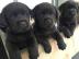 Labrador Welpen