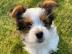 Dreifarbige Yorkshire-Terrier-Welpen sin