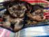Traumhaft s��e reinrassige Yorkie Welpen
