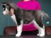 ##Sch�ne blauen Augen Siberian Husky Wel