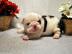 Englisch Bulldogge Welpen mit einer anm