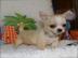 Chihuahua Welpen