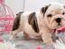 Wundersch?ne Englische Bulldogge Welpen