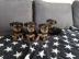 Yorkshire terrier Welpen