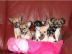 Zuckers�sse Chihuahua Welpen 200 euros