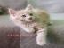 Maine coon Kitten mit Stammbaum