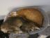 Maine Coon Babys Kitten mit Papieren zu