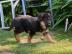 Deutsche Sch?ferhund-Welpen