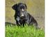 CHIHUAHUA-Welpen, R�den&H�ndinnen,mit Ah