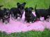 Gesunde Chihuahua Welpen mit papieren Wh