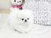 Pomeranian welp