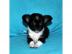 MINI Wundersch�ne Chihuahua-Welpen
