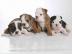 Mini Bulldog Welpen