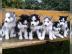 Siberian Husky Welpen
