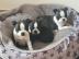 Boston Terrier Welpen /R�de VDH/KfT Abga
