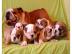 Wundersch�ne Englische Bulldogge Welpen