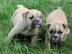 Weihnachten English Bulldog Welpen mit P