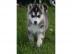 Sibirian Sibirische Siberian Husky Welpe