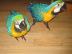 2 junge Gelbbrustaras