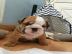 Sch�ne englische Bulldogge-Welpen