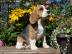 Liebevolles Beagle Welpen mit Papiere su