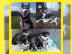 Reine Siberian Huskies mit blauen Augen