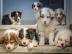 Australian Shepherd Welpen