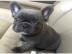 franz�sische Bulldoggen bereit