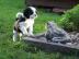 Cavalier King Charles Spaniel Welpen