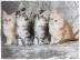 Maine Coon Babys Kitten mit Papieren zu