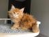 Baby kitten mit papieren