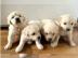 Golden Retriever Welpen mit Papieren