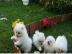 MINI POMERANIAN ZWERGSPITZ BOO WELPEN ZU