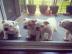 Reinrassige Englische Bulldoggen welpen