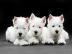 West Highland White Terrier Welpen whats