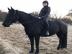 Pr�chtiges Friesenpfer