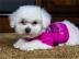 Bichon Frise Welpen