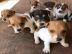 Diese s��en Jack-Russell-Welpen k�nnen n